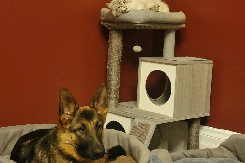 German Shepherd (Alsatian)