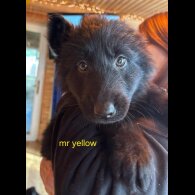 German Shepherd (Alsatian)