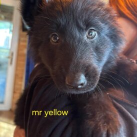 German Shepherd (Alsatian)