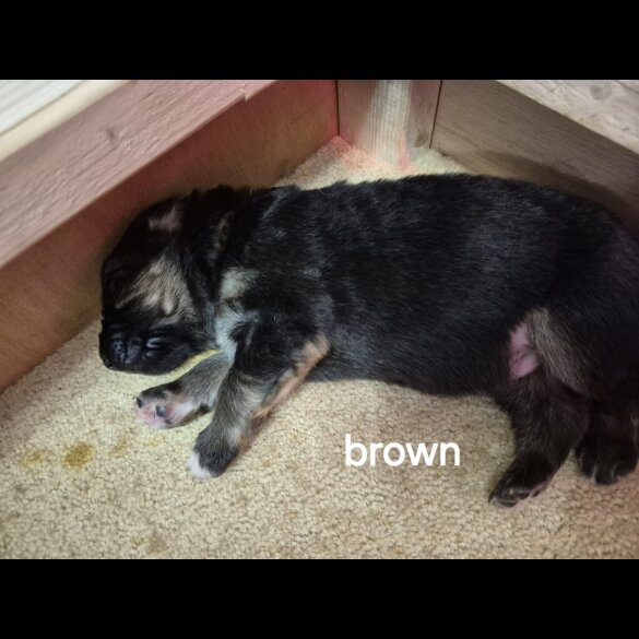 German Shepherd (Alsatian)