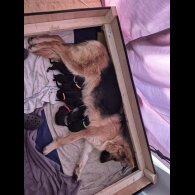 German Shepherd (Alsatian)