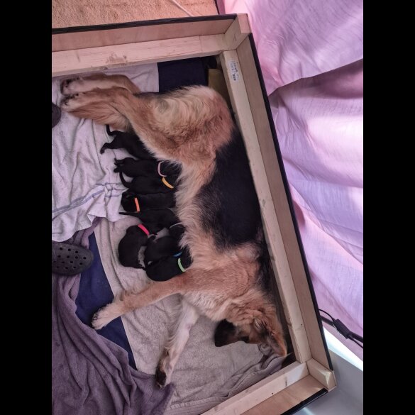 German Shepherd (Alsatian)