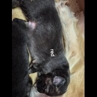 German Shepherd (Alsatian)