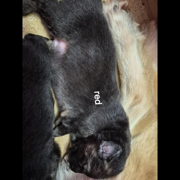 German Shepherd (Alsatian)