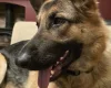German Shepherd (Alsatian)