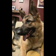 German Shepherd (Alsatian)