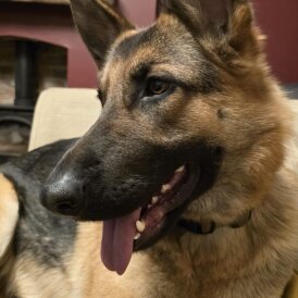 German Shepherd (Alsatian)