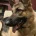 German Shepherd (Alsatian)