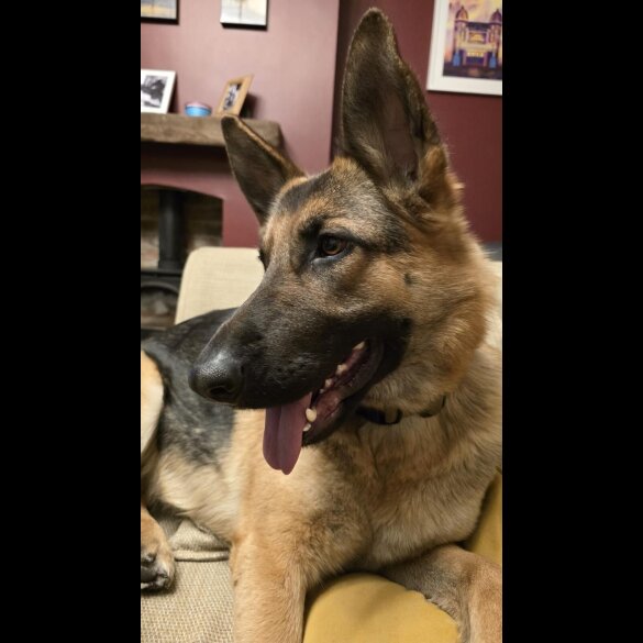 German Shepherd (Alsatian)