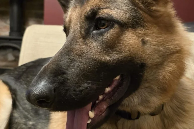 German Shepherd (Alsatian)