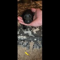 German Shepherd (Alsatian)