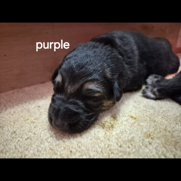 German Shepherd (Alsatian)