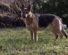 German Shepherd (Alsatian)