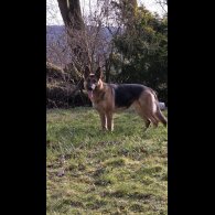 German Shepherd (Alsatian)