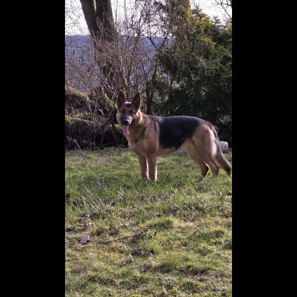 German Shepherd (Alsatian)