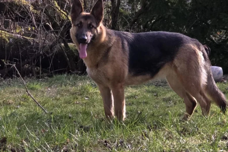 German Shepherd (Alsatian)