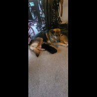 German Shepherd (Alsatian)