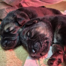 German Shepherd (Alsatian)