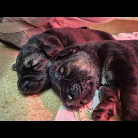 German Shepherd (Alsatian)