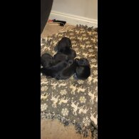 German Shepherd (Alsatian)