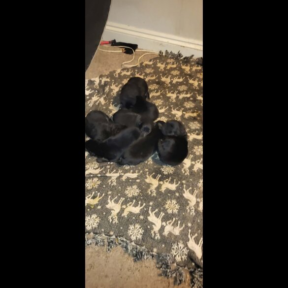 German Shepherd (Alsatian)