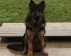 German Shepherd (Alsatian)