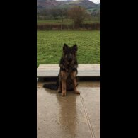 German Shepherd (Alsatian)