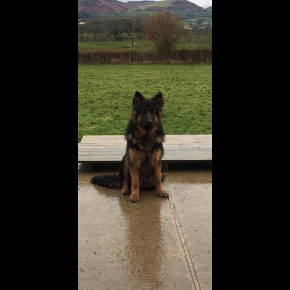 German Shepherd (Alsatian)