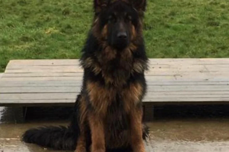 German Shepherd (Alsatian)