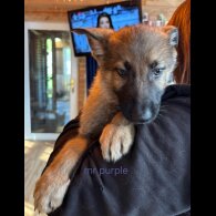 German Shepherd (Alsatian)