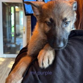 German Shepherd (Alsatian)