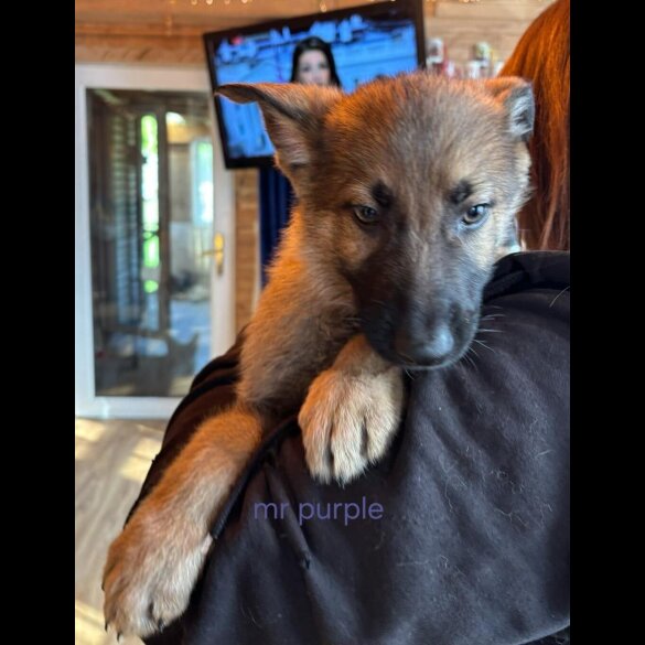 German Shepherd (Alsatian)