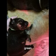 German Shepherd (Alsatian)