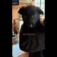 German Shepherd (Alsatian)