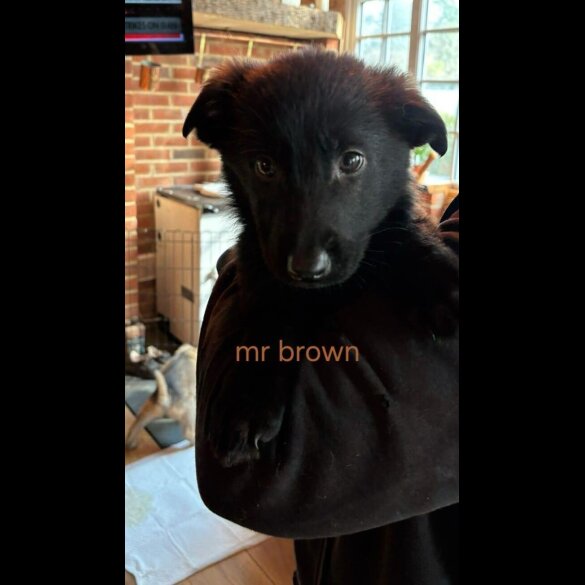 German Shepherd (Alsatian)