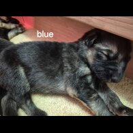 German Shepherd (Alsatian)