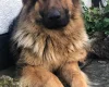 German Shepherd (Alsatian)