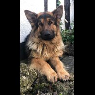 German Shepherd (Alsatian)