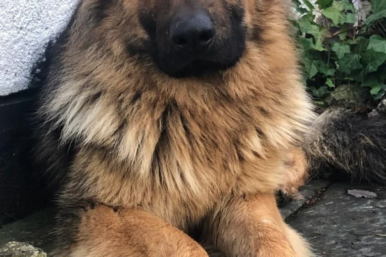 German Shepherd (Alsatian)