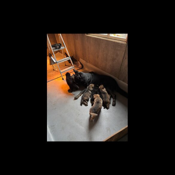 German Shepherd (Alsatian)