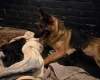 German Shepherd (Alsatian)