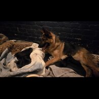 German Shepherd (Alsatian)