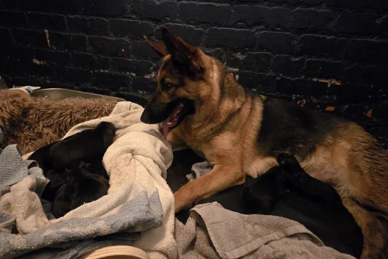 German Shepherd (Alsatian)