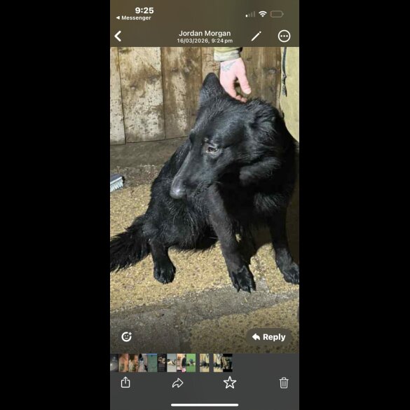 German Shepherd (Alsatian)