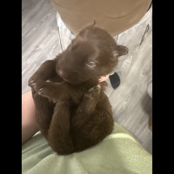 German Shepherd (Alsatian)