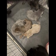 German Shepherd (Alsatian)