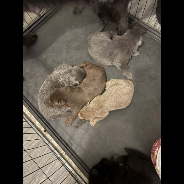 German Shepherd (Alsatian)