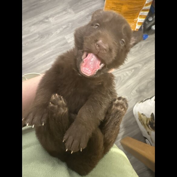 German Shepherd (Alsatian)