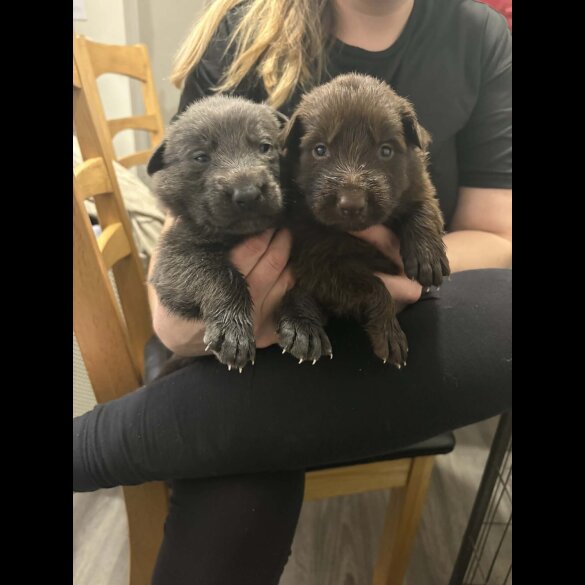 German Shepherd (Alsatian)