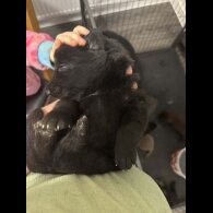 German Shepherd (Alsatian)